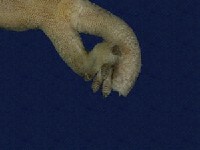 鉛山壁虎藏品圖，第4張